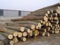 dsc08889.jpg