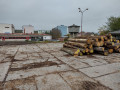 gulatina_dub20m3.jpg
