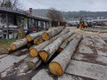 gulatina_dub_20m3.jpg